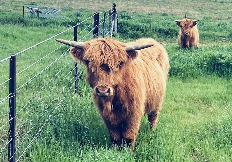 בית מלון כפרי Figtree Retreat