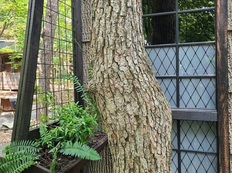 酒店 The Treetop Hideaways At Ruby Falls