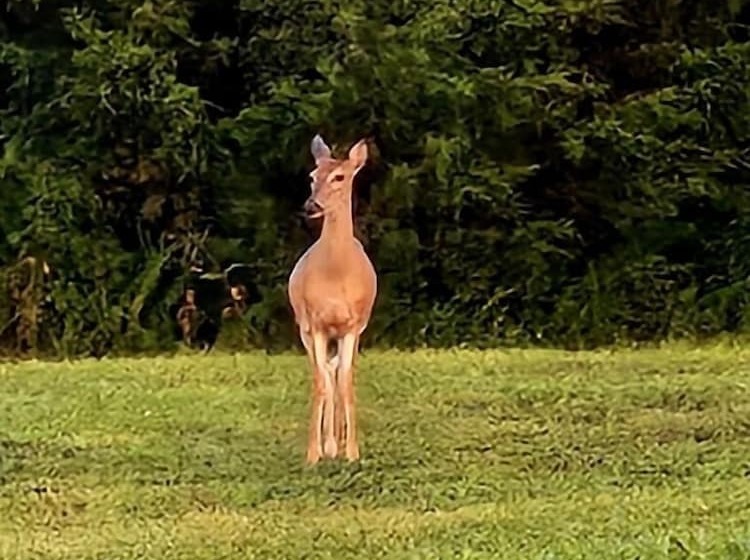 Sweet Victory Bed And Breakfast