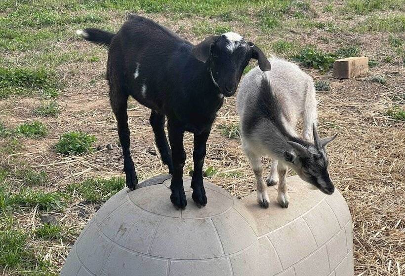 Blue Ridge Cottage: Modern Solace In The Mountains