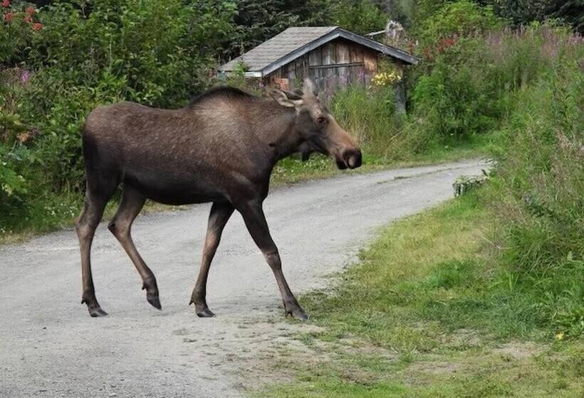 Blue Spruce Apartment