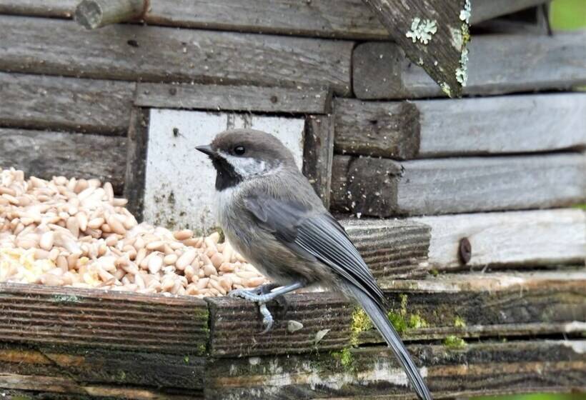 Blue Spruce Apartment