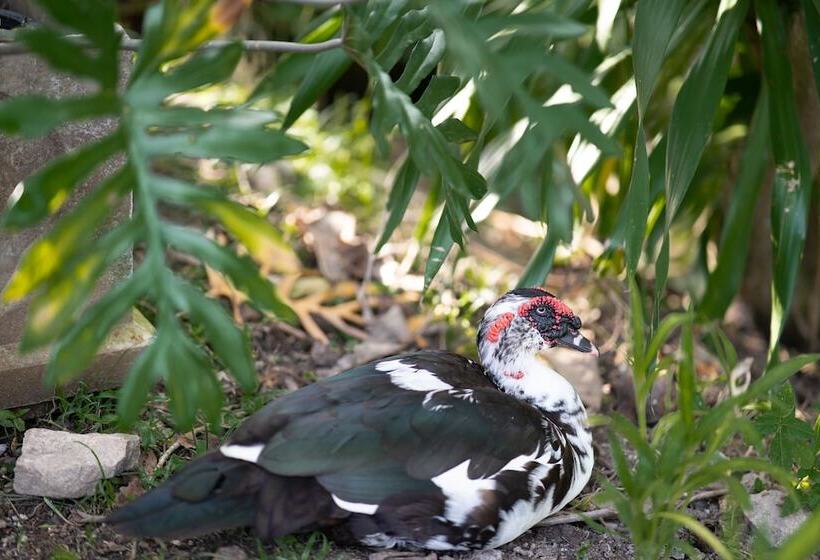 ホテル Anodard Phuket