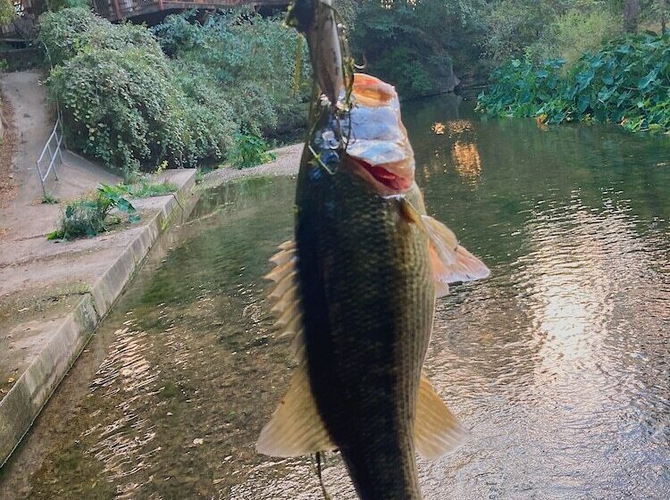 호텔 Sons Rio Cibolo Safari Cabin 1