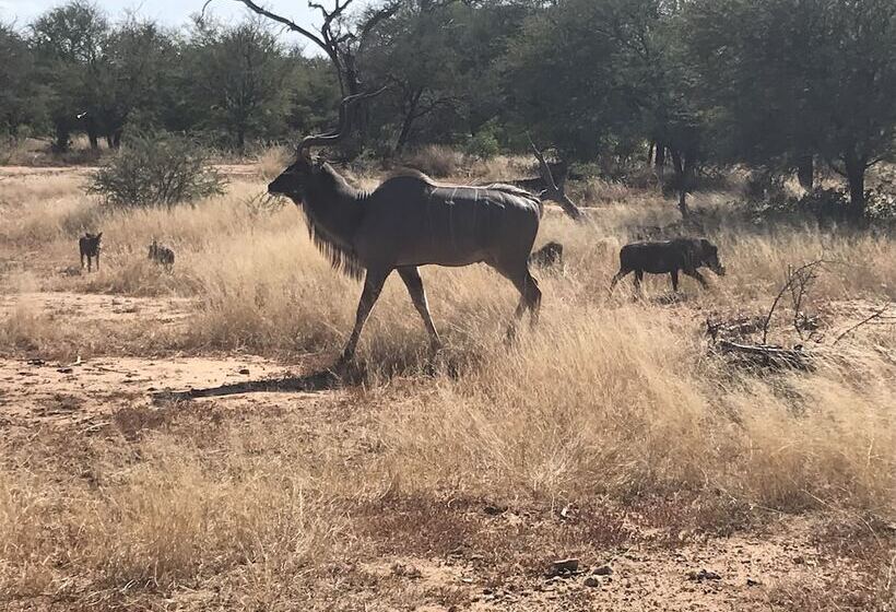 Leadwood Tree Safari Lodge