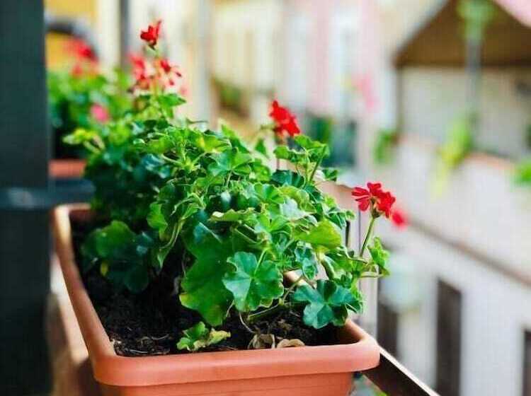 פנסיון Il Terrazzino