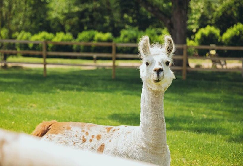 פנסיון Le Bois D Alice