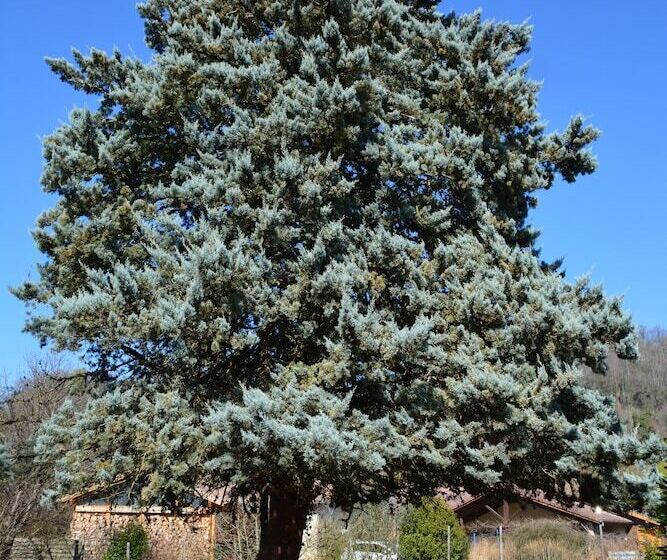 膳宿费 Le Cèdre Bleu