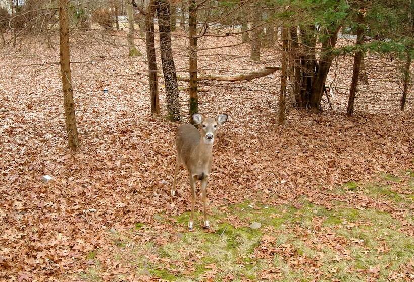 Pet Friendly Cottage In The Poconos W/ Hot Tub!