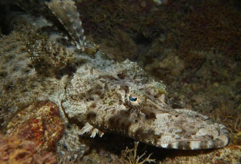 استراحتگاه South Pacific Memories