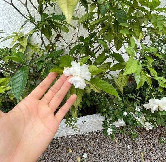 호스텔 Pousada Cattleya