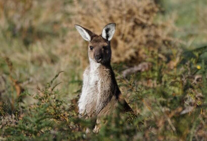 צימר Southern Ocean Retreats   Deep Creek National Park