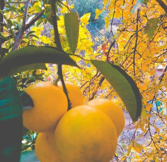 فندق Risa Family