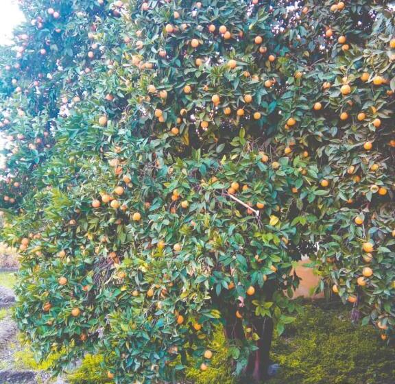 فندق Risa Family