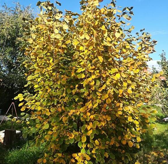 膳宿费 Vár Liget Vendégház