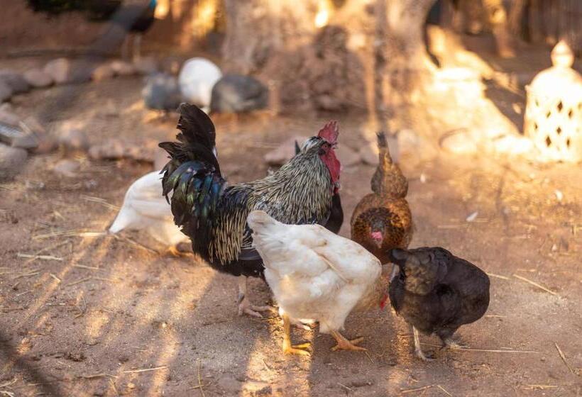 ریاض Villa Septha