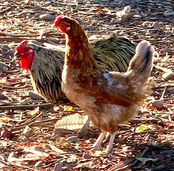 Bed and Breakfast Casona La Fogonera