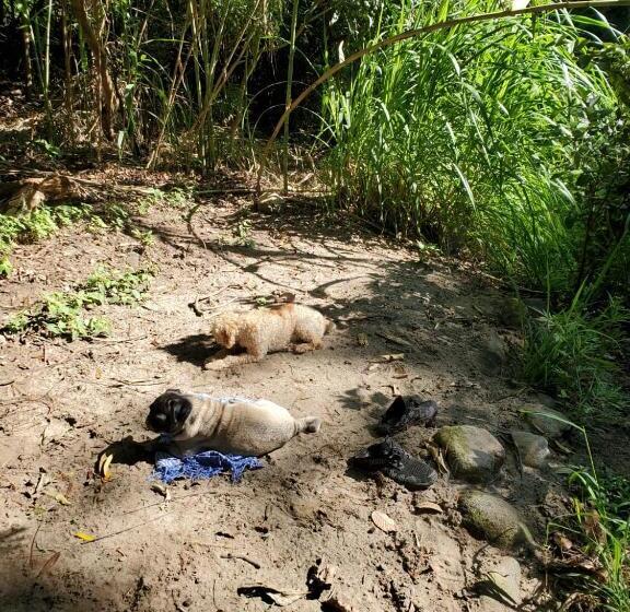 ベッドアンドブレックファースト Teques Romantic Fogata Y Naturaleza