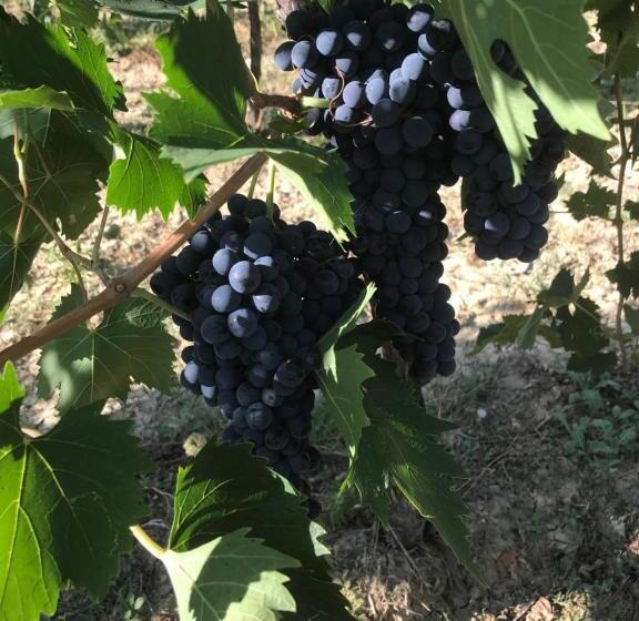 فندق Agriturismo Cerquatonda