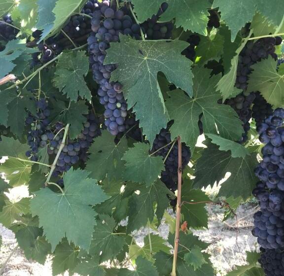 فندق Agriturismo Cerquatonda