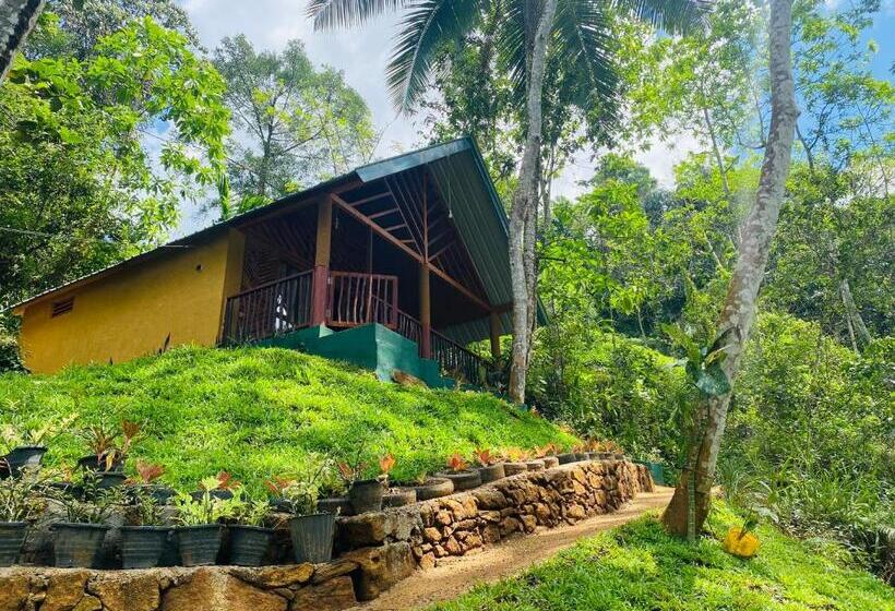 Отель The Rainforest Hideaway