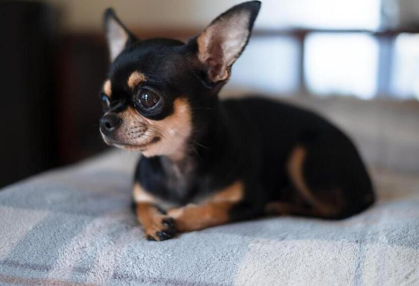 פנסיון Posada La Estela Barros