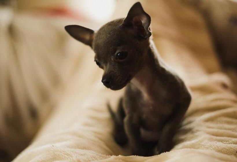 פנסיון Posada La Estela Barros