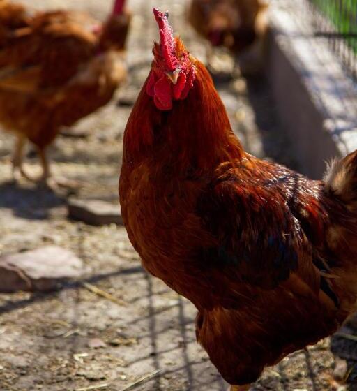 Tornácos Tanya Vendégház és Gasztroporta