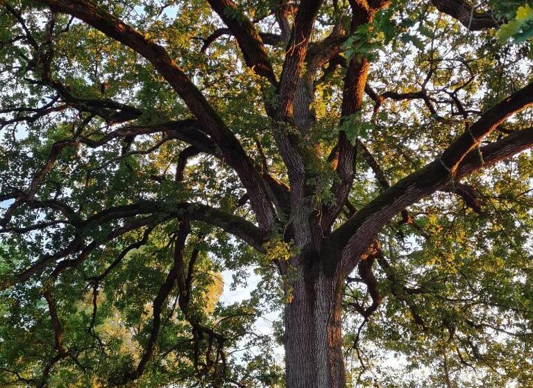 צימר Parc De Coulassy