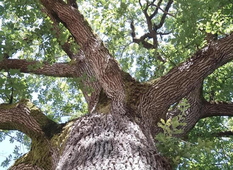 צימר Parc De Coulassy