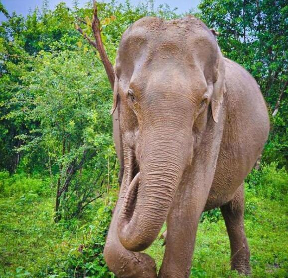 בית מלון כפרי The Beauty Of Udawalawa