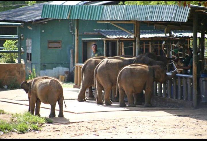 בית מלון כפרי The Beauty Of Udawalawa