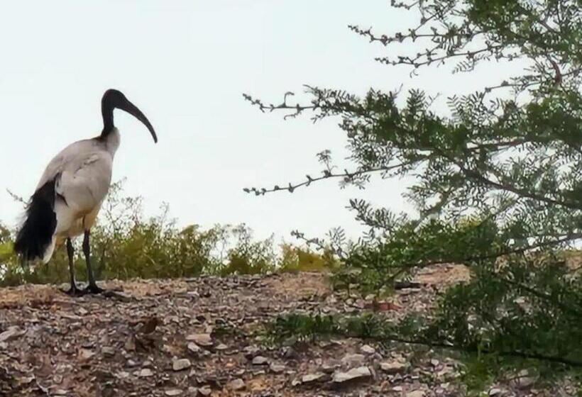 بنسيون Magoos On 62