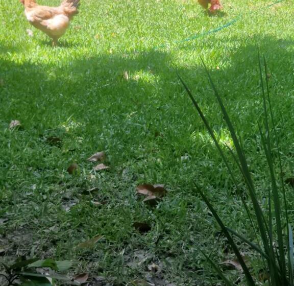 פנסיון Teques Escape Natural