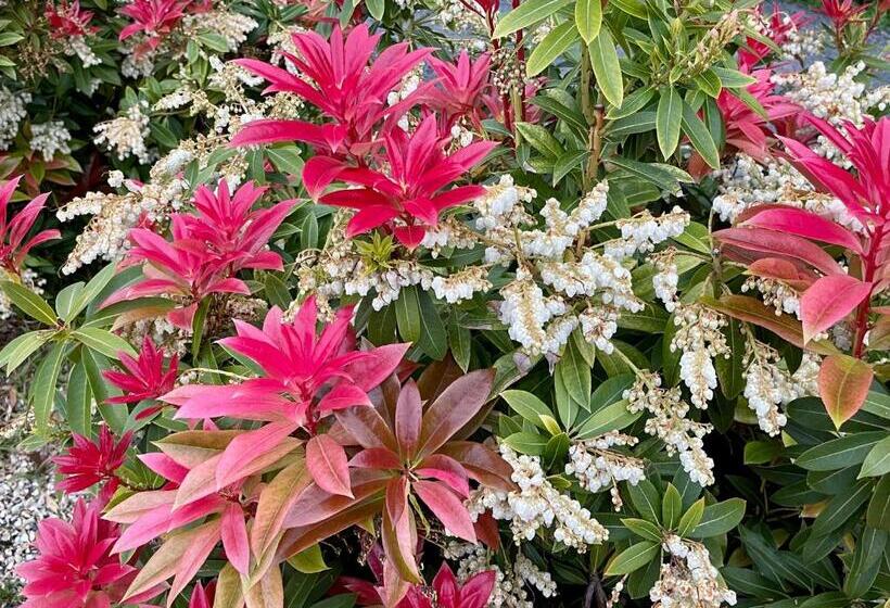 פנסיון The Hill House Panorama