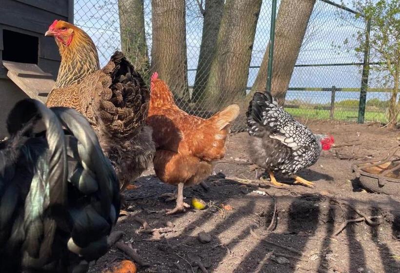 تختخواب و صبحانه Hoeve Bij Vosselen