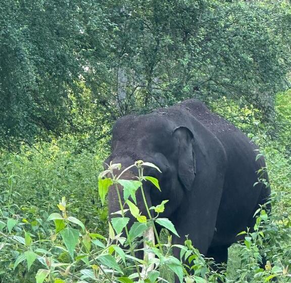 酒店 Angels Nest Home Stay 2 Acra Private Plantation Balconey Sunrice View Near Ngarhole Wild Life , Kuru