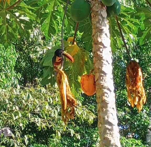 پانسیون Cabinas Casa Jungla