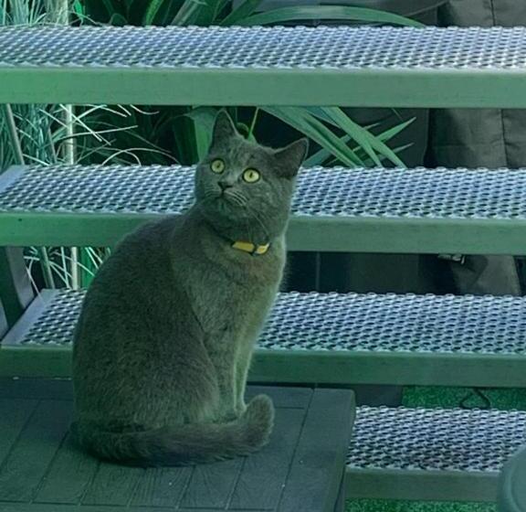 住宿加早餐  Jungle Magic Room Near Atomium , Heyzel Stadium