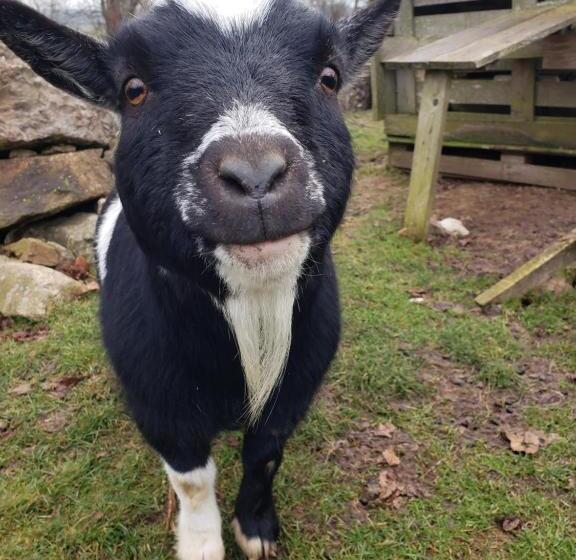 مبيت وإفطار La Roulotte Tiny House Du Mond Idéal