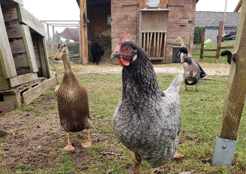 مبيت وإفطار La Roulotte Tiny House Du Mond Idéal