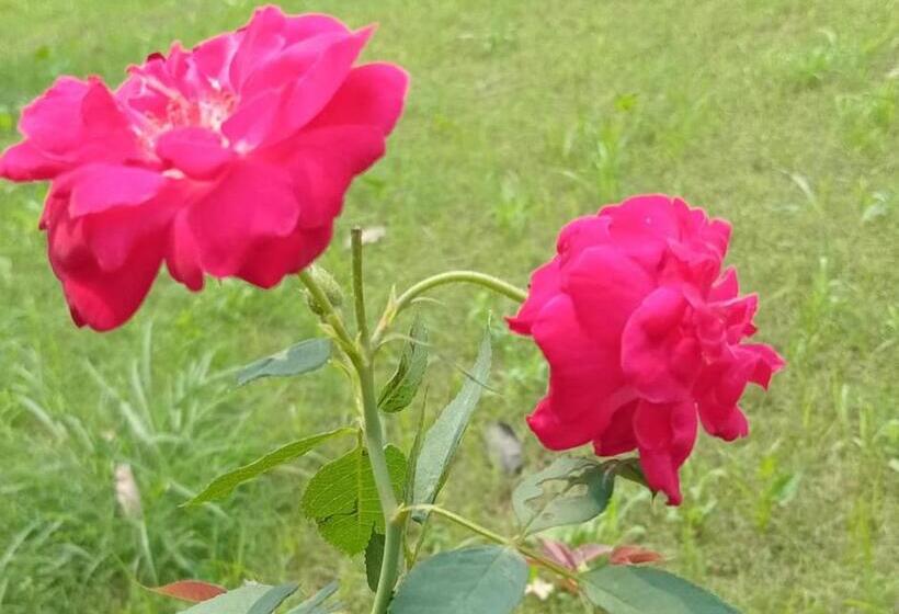 Bed and Breakfast Vedic Villa