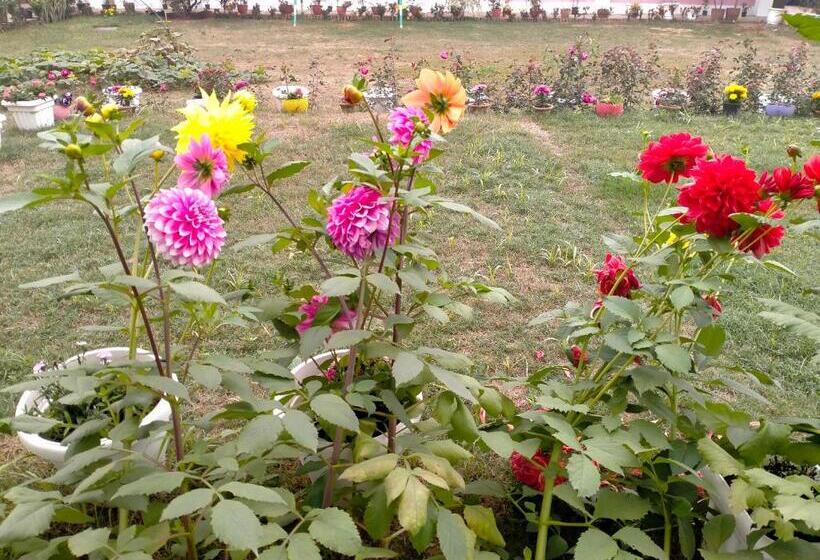 Bed and Breakfast Vedic Villa