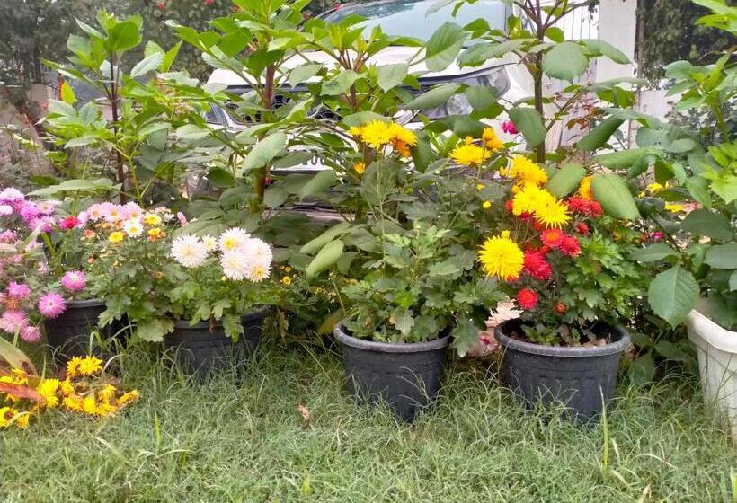 Bed and Breakfast Vedic Villa