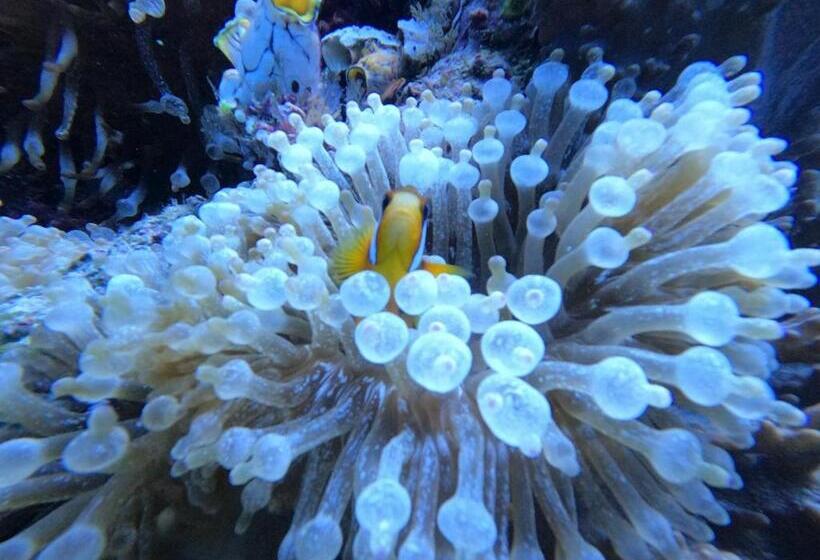 پانسیون Or Mandira Guest House