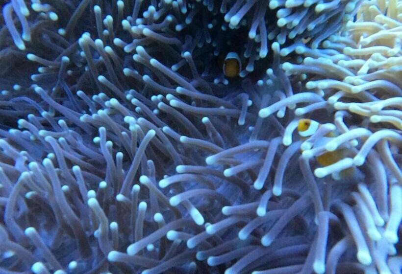 Пансион Or Mandira Guest House