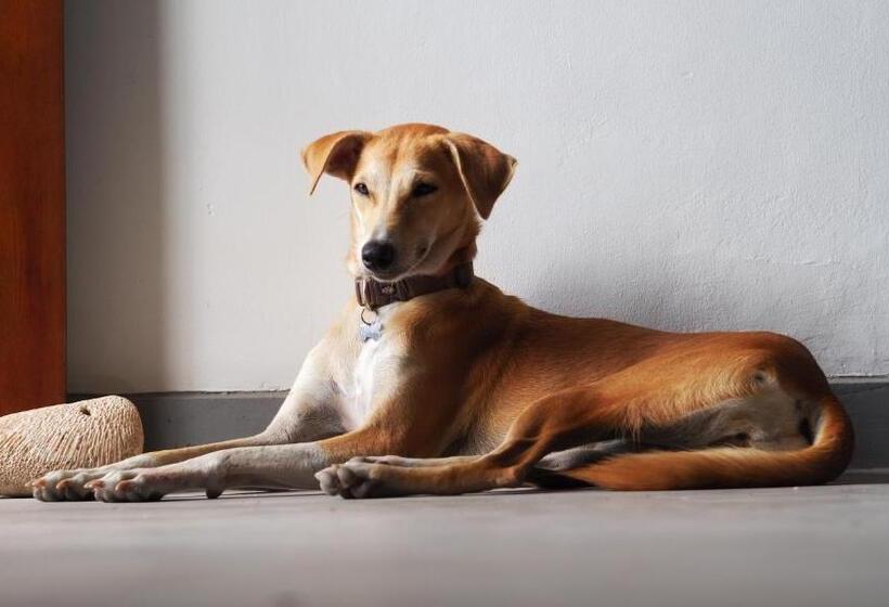 ペンション Just Another Guesthouse