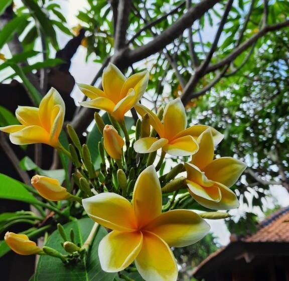 膳宿费 Villia Magnolia Sanur Bali 巴厘島玉蘭別墅