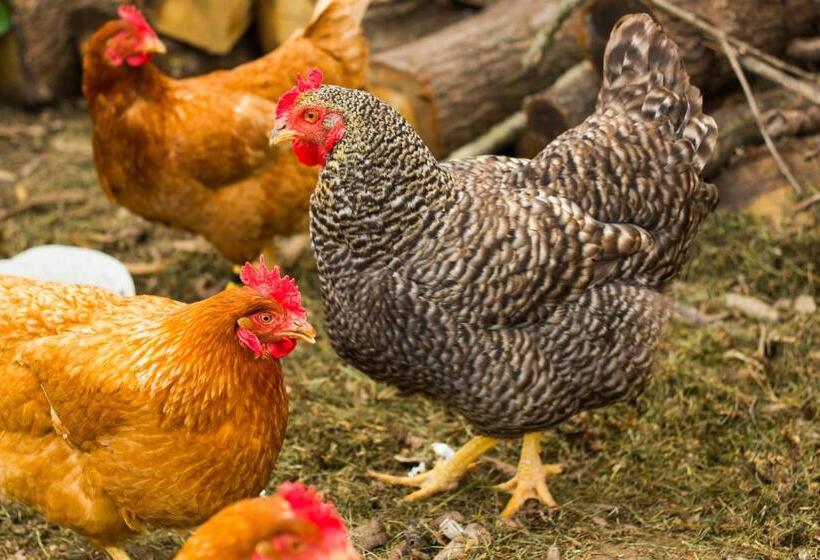 مبيت وإفطار Aux Ronzières