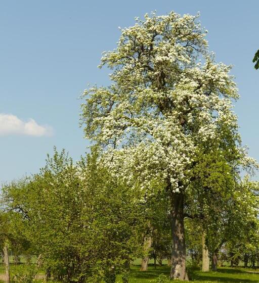 Bed and Breakfast Gutshaus Lexow
